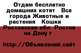 Отдам бесплатно домашних котят - Все города Животные и растения » Кошки   . Ростовская обл.,Ростов-на-Дону г.